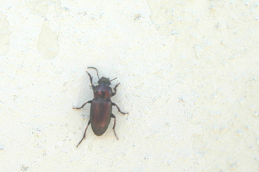 Harpalus sp.